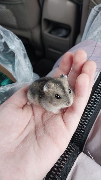 Джунгарский хомяк