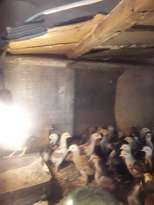 Куры несушки майские