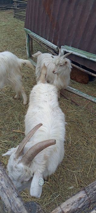 De vanzare iezi de paste pentru sacrificat