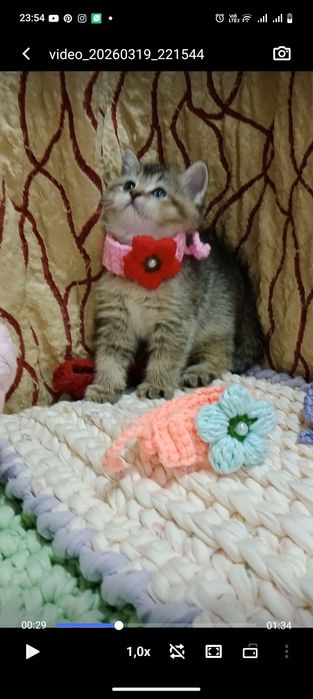 Золотая Шиншила девочка