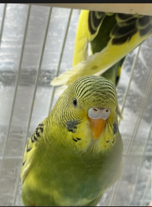 Paugay valnisti maladoy