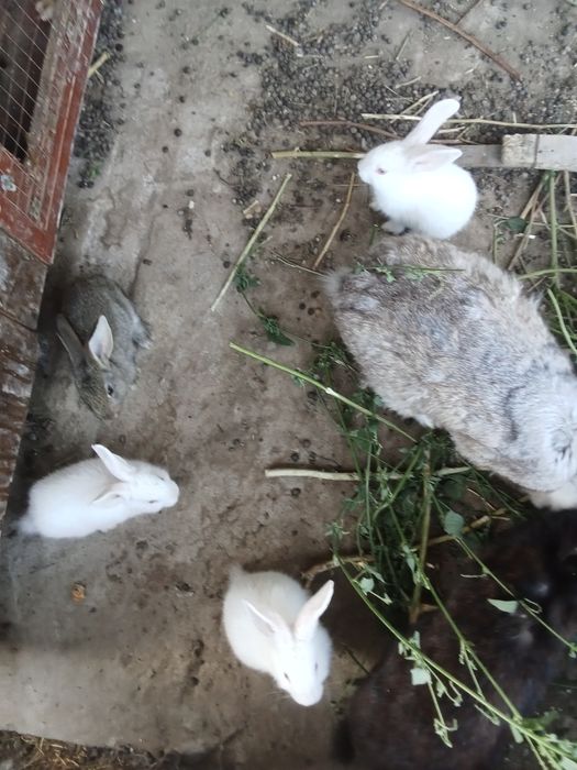 Крольчата не дорого