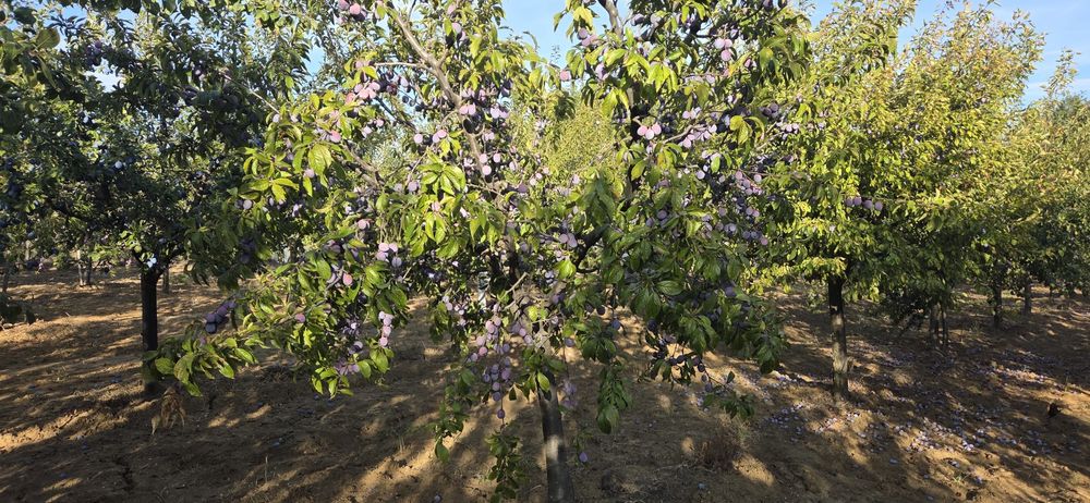 Prune pentru tuica