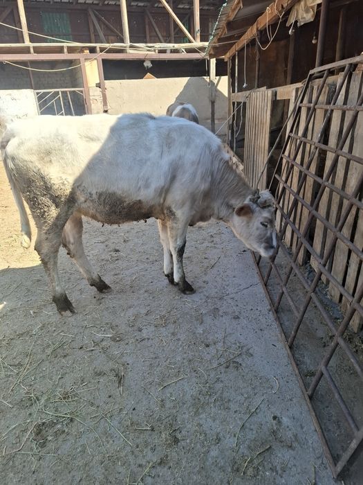 Продам телочек годовалых