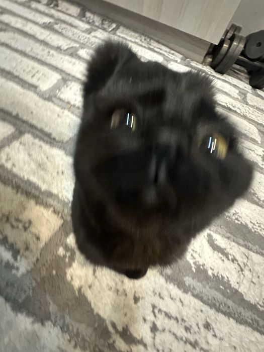 Скотиш фолд Кошка