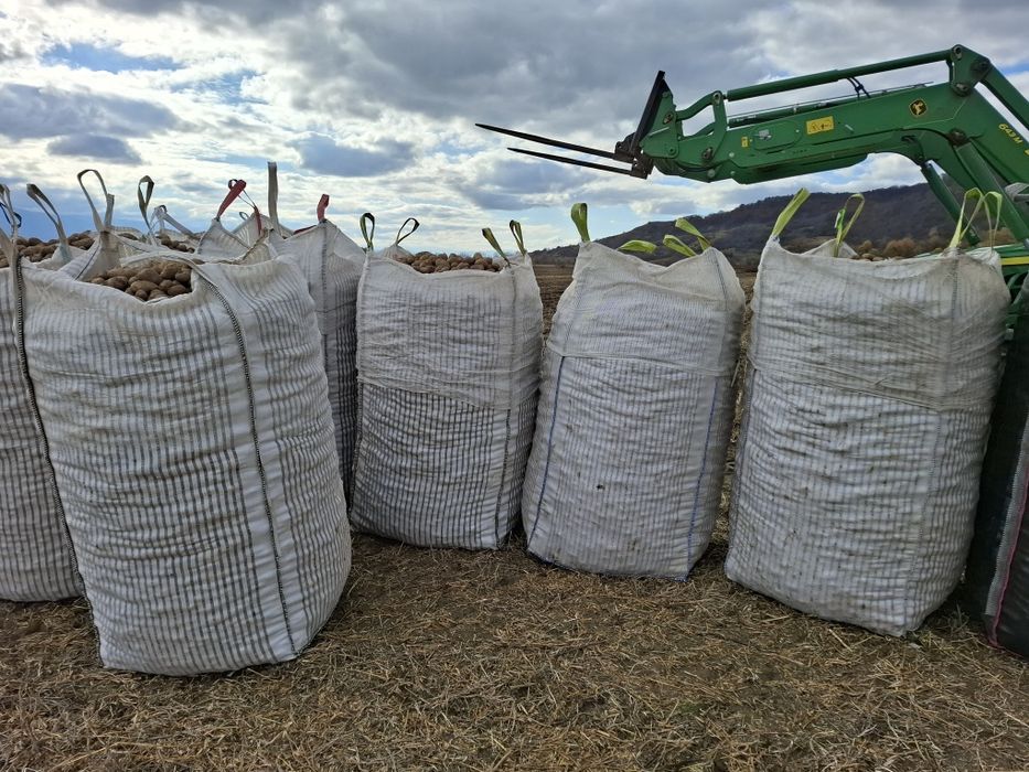 Cartofi consum /  samanta / animale nesortati in big bags