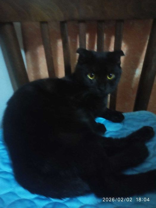 Взрослые котята в добрые руки. Смотрите фото