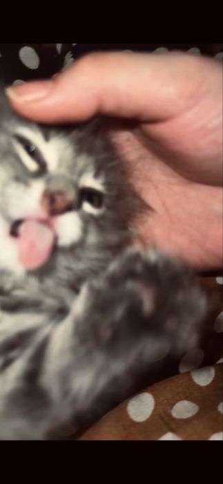 Мысық сатылады өте сүйкімді