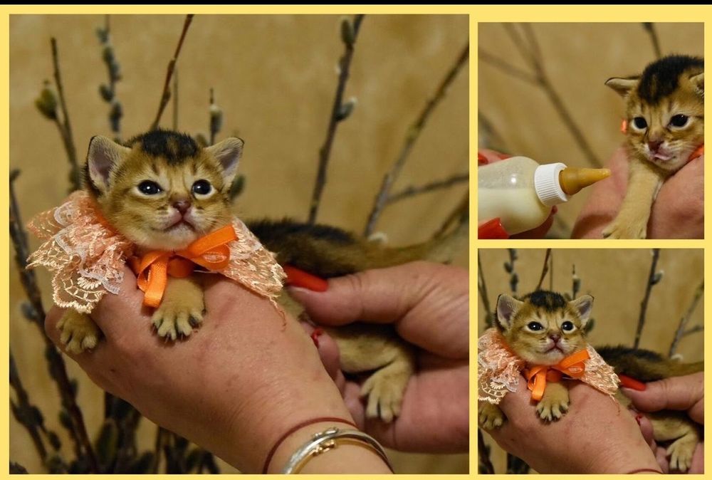 Резерв котят от элитных призводителей