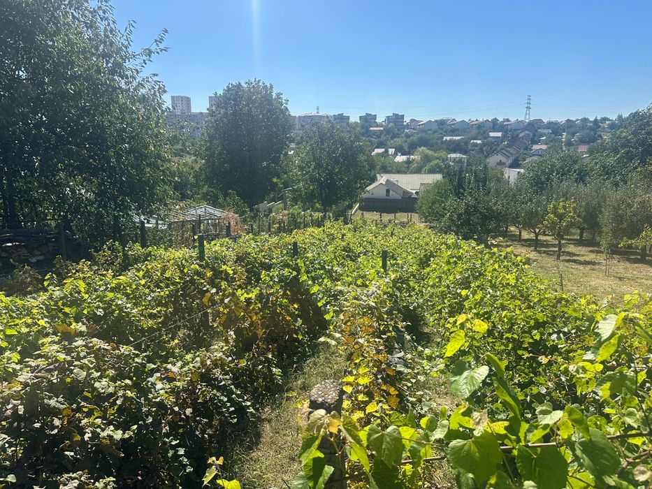 Vând struguri proaspeți de grădină pentru vin - culeși proaspăt - Iași
