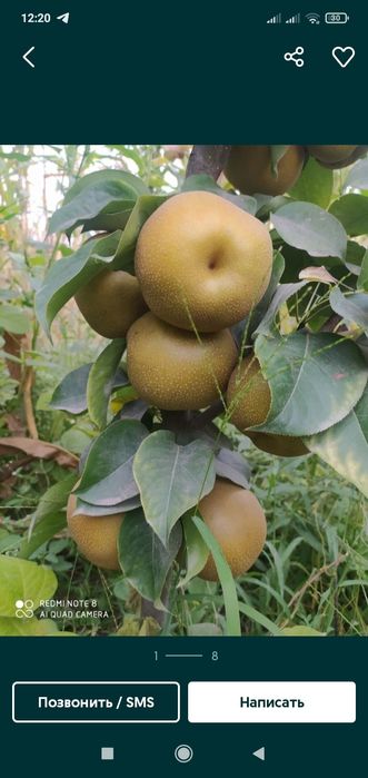 Shaftoli kuchatlari optum narxlarda 12 ta viloyatga dastafkamiz bor