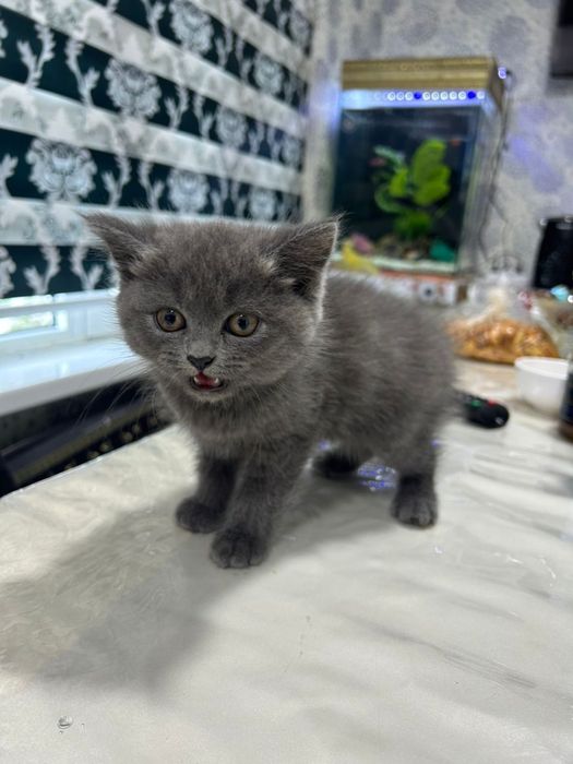 skotsh strayt 1,5 oyli tozza aqilli