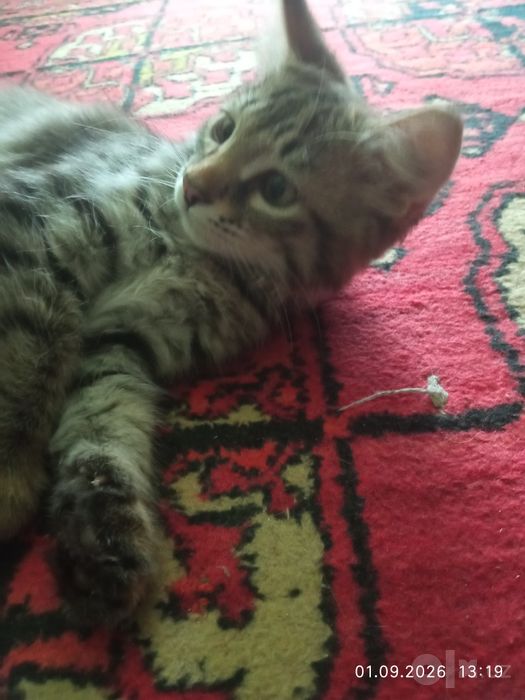 Котята бесплатно