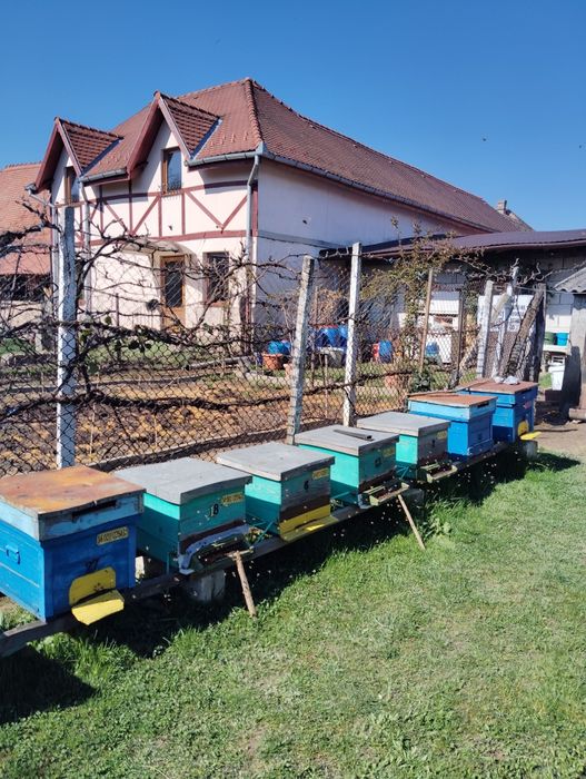 Vând stupi (albine)