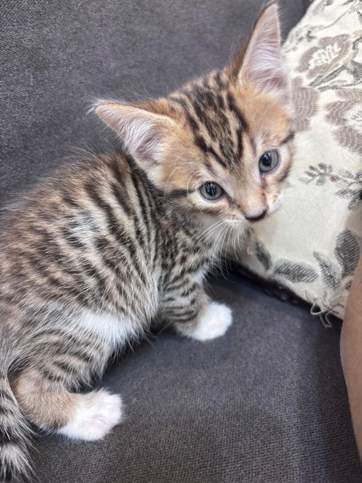 Продажа бенгальских котят
