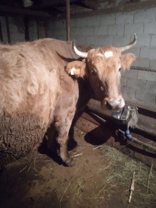 Vând vacă rasa simmental