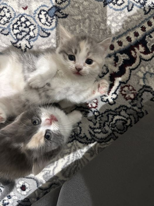 Продаются котята