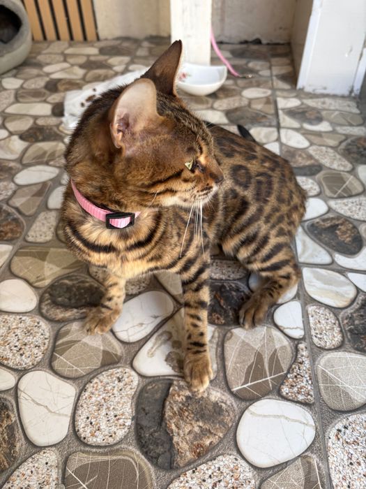 Бенгальская кошечка