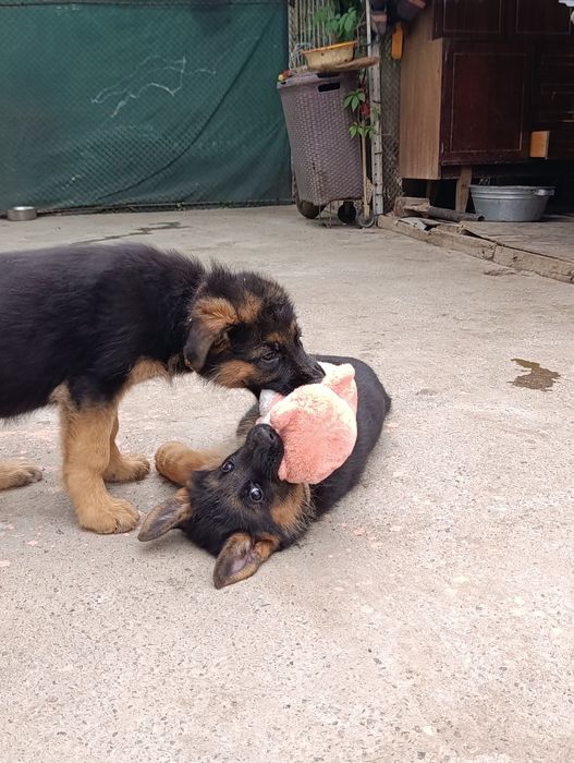 Щенки немецкой овчарки чистопородные ( шерсть стандарт)