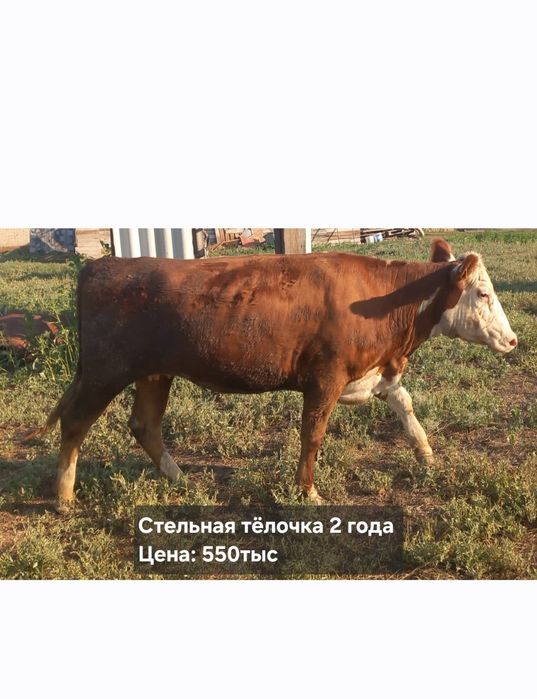 Продам скот тёлки, коровы, бычки