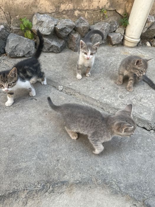 Котята в дом к ребятам