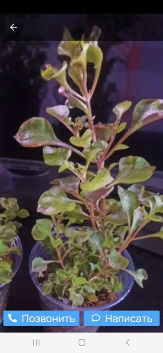 Продам домашние цветы