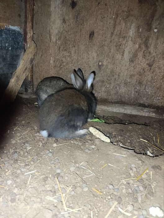 Erke quyonla sotiladi