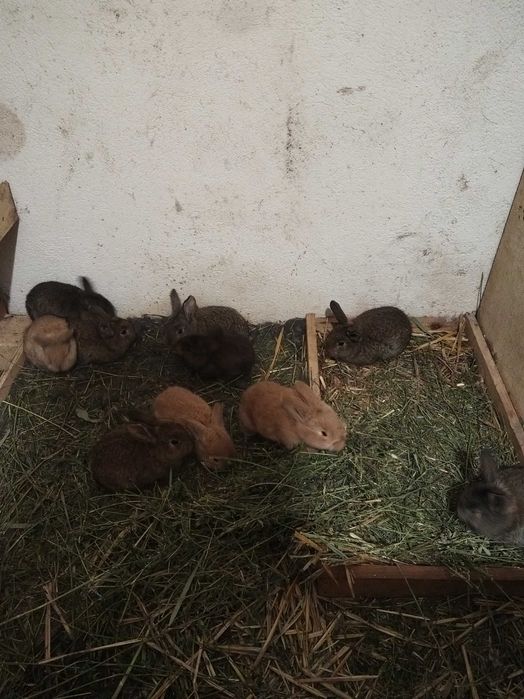 зайци подрастващи на два месеца клепоухи