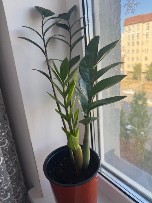 Продам цветы писать в ватсап