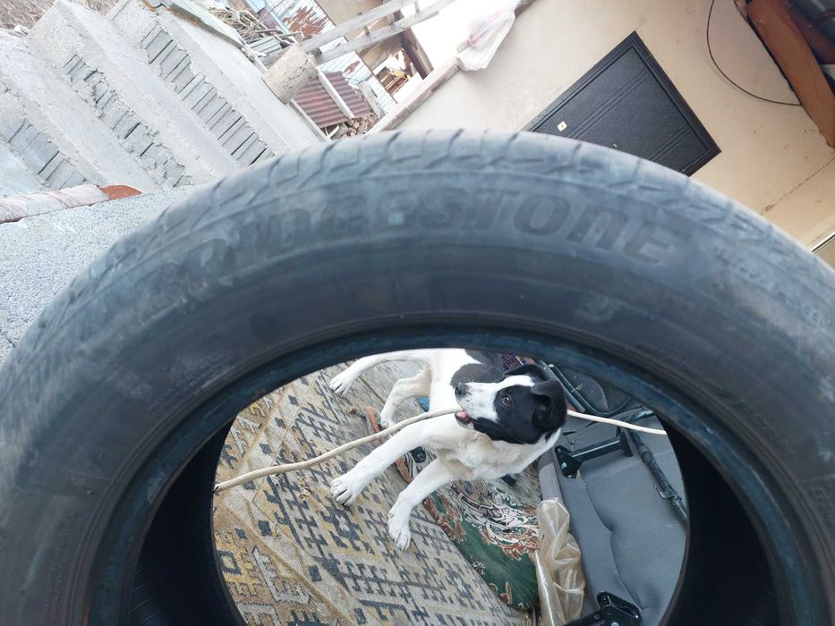 Продам шины. Летл