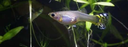 гупешки - гупешки