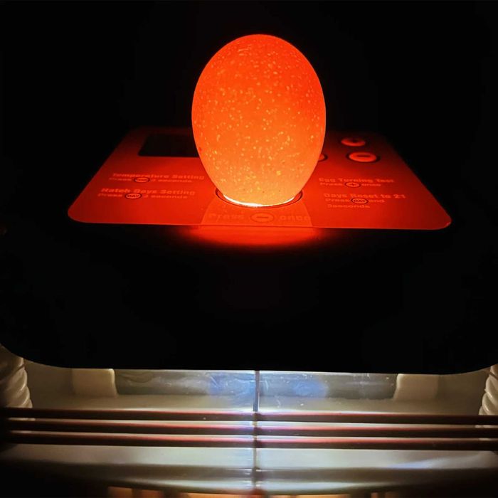 Incubator automat EU PROFI C-24  autoalimentare apa prin pompa inclusa