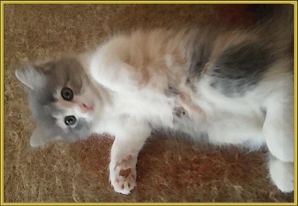 Котята в хорошие руки