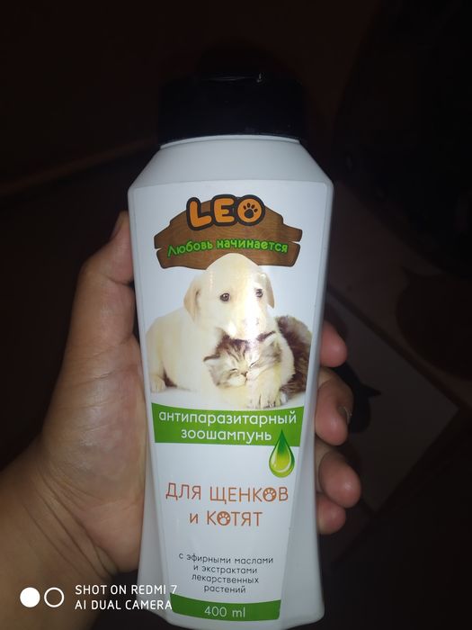 Britanskiy shinshilla sotiladi