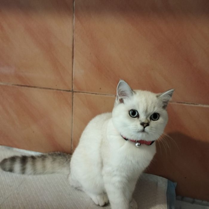 British , baietel disponibil! 5 luni. Parintii cu pedigree.