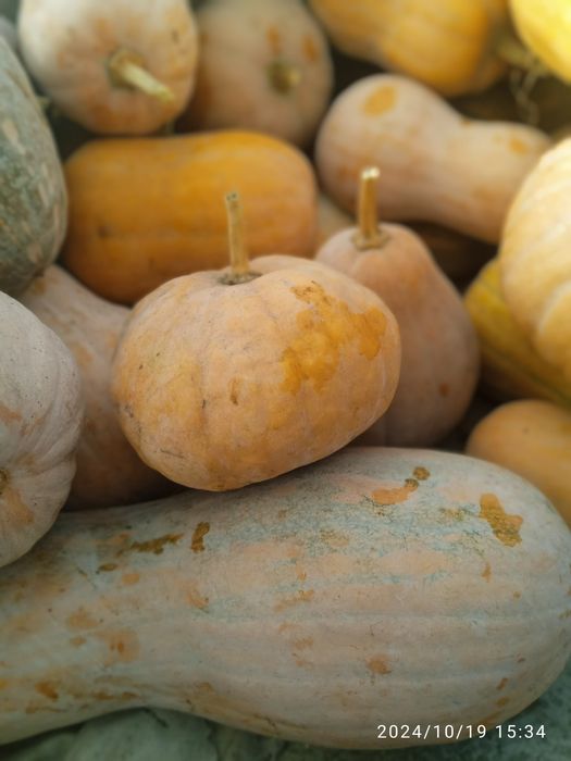 Qovoqlar optom narxlarda