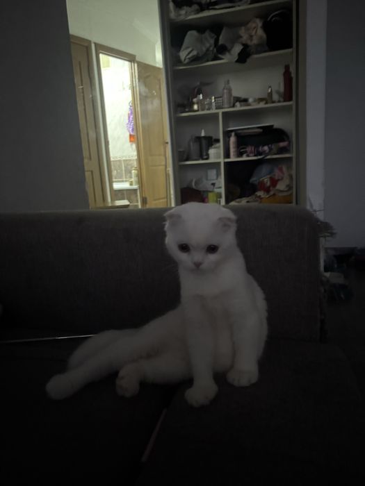 Продам вислоухую кошечку