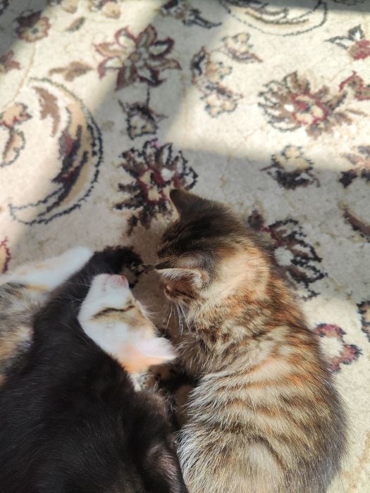 Hadiyaga beramiz uy mushugi latok biladi