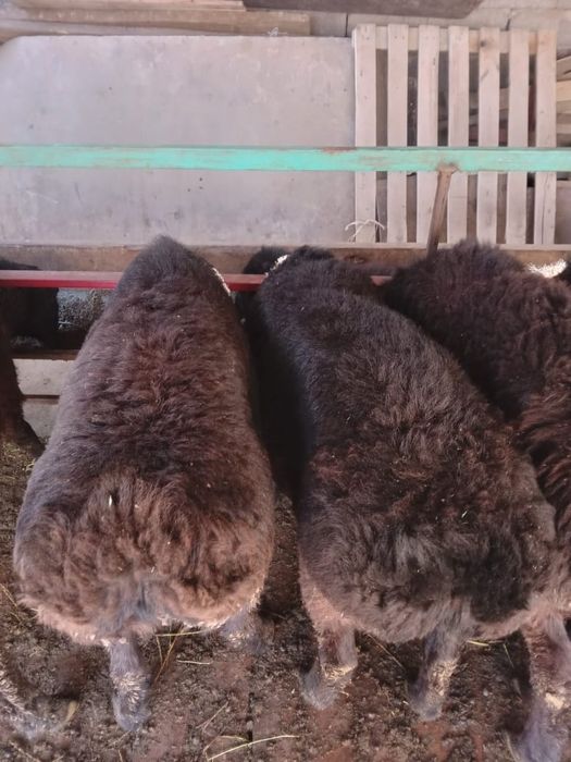 Семіз кошкарлар сатылады.