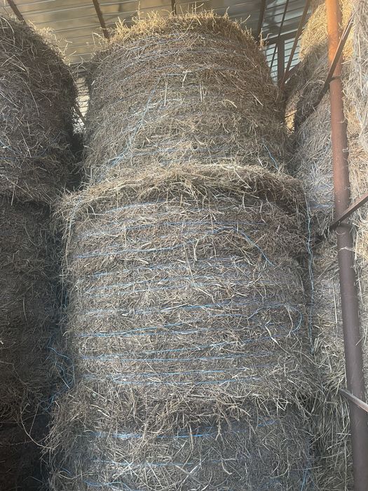 Baloti de fan costrei fan