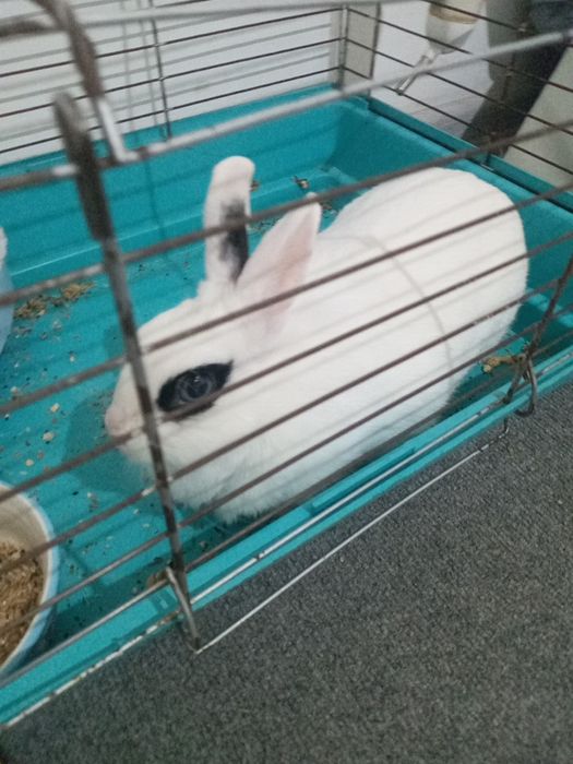 Продам кролик приручин
