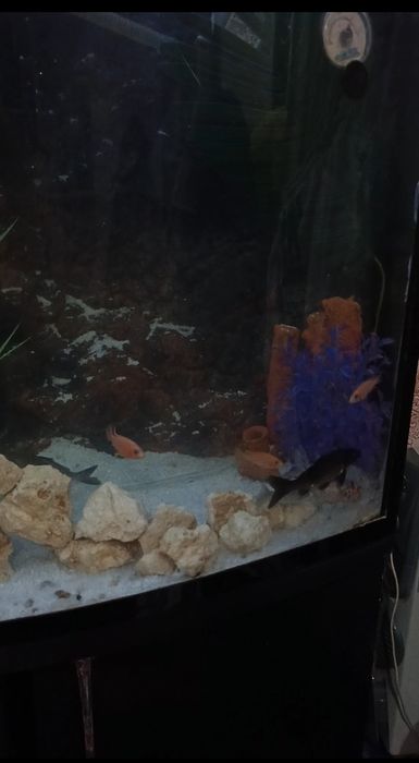 500litrli Akvariumi sotiladi (suv tepasigacha tolmidi)
ORGSTEKLO qalin