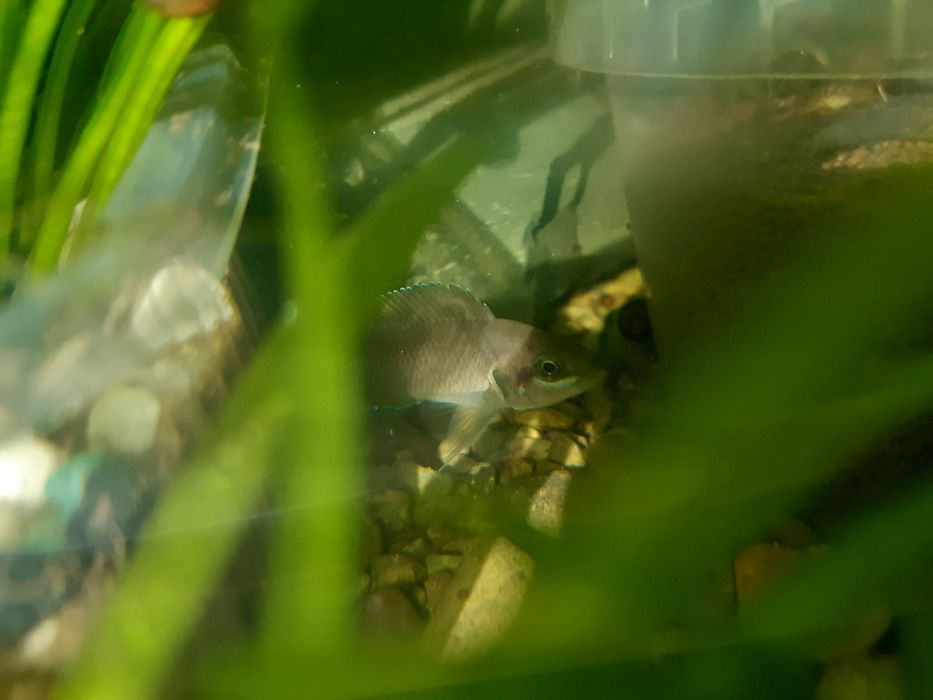 Продам или обменяю Принцесс Бурунди