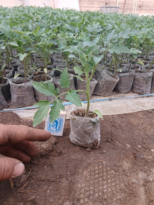 Иссикхона кучатлари бор