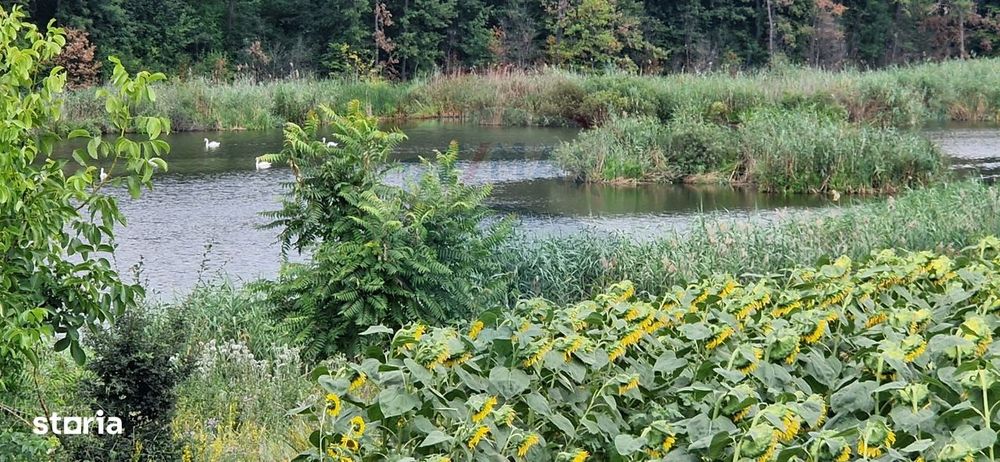 DE VANZARE Teren agricol 4500mp Moara Vlasiei