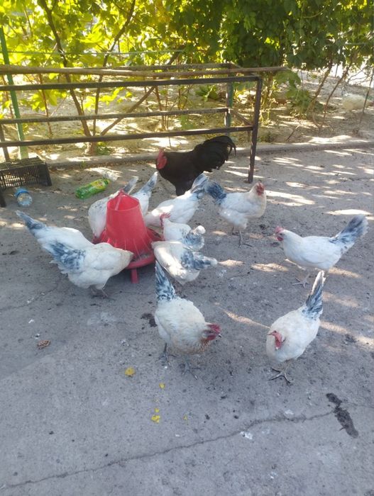 Tovuqlar sotiladi tuxumga kirgan