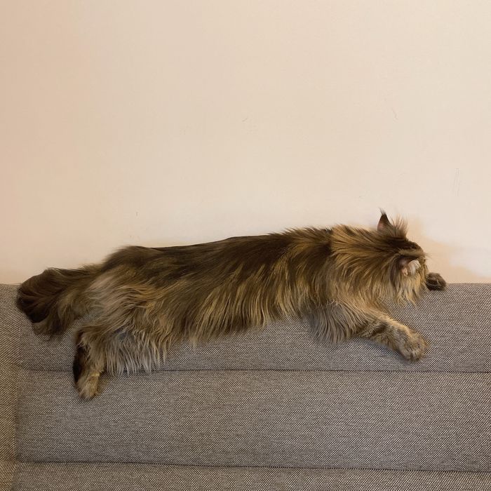 Кот Мейн кун. Очень добрый, ласковый