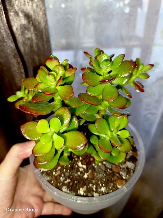 Комнатные растения