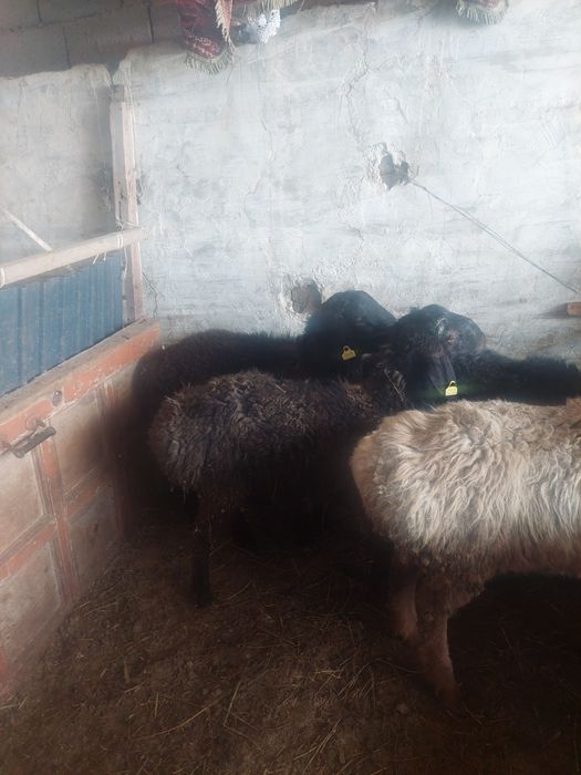 Семиз кошкарлар сатылады.