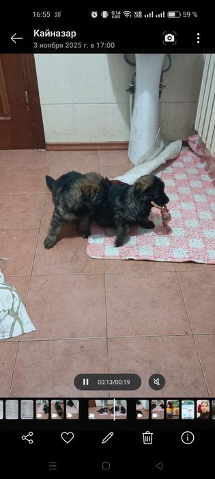 Немецкая овчарка